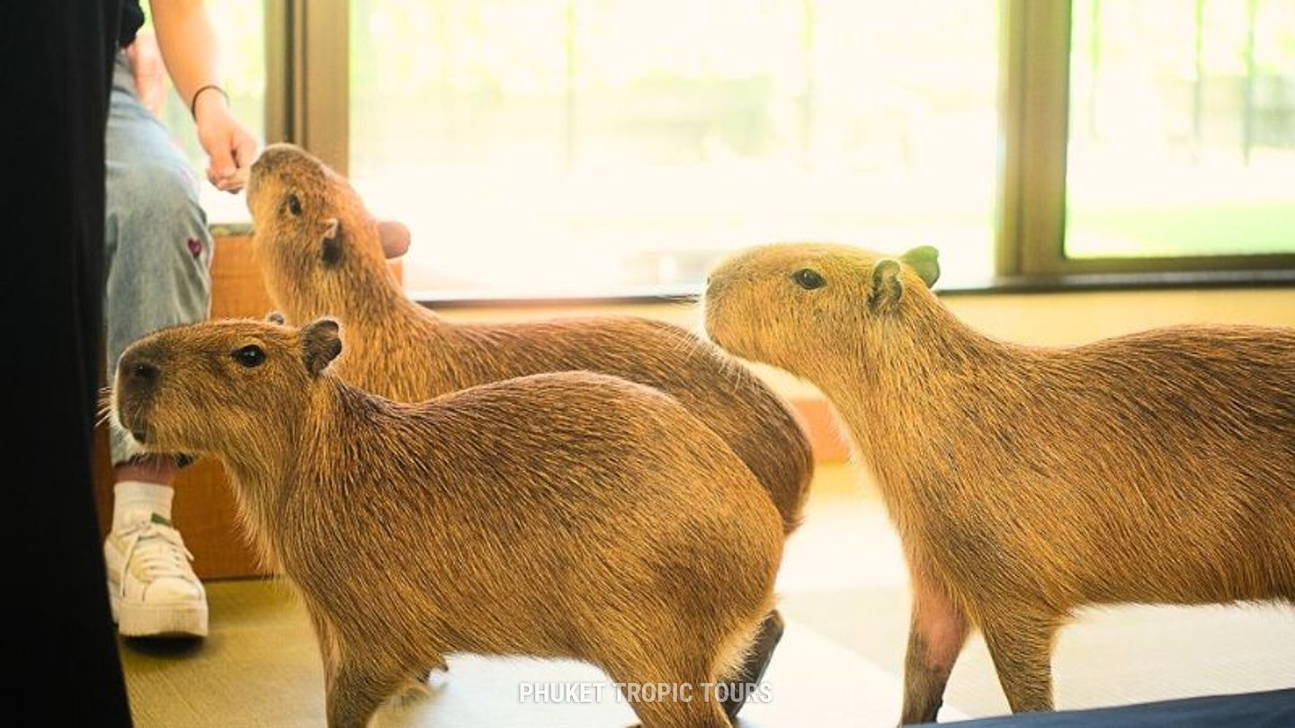 Кафе с животными на Пхукете - фото 1 Кафе с животными на Пхукете - фото 1
