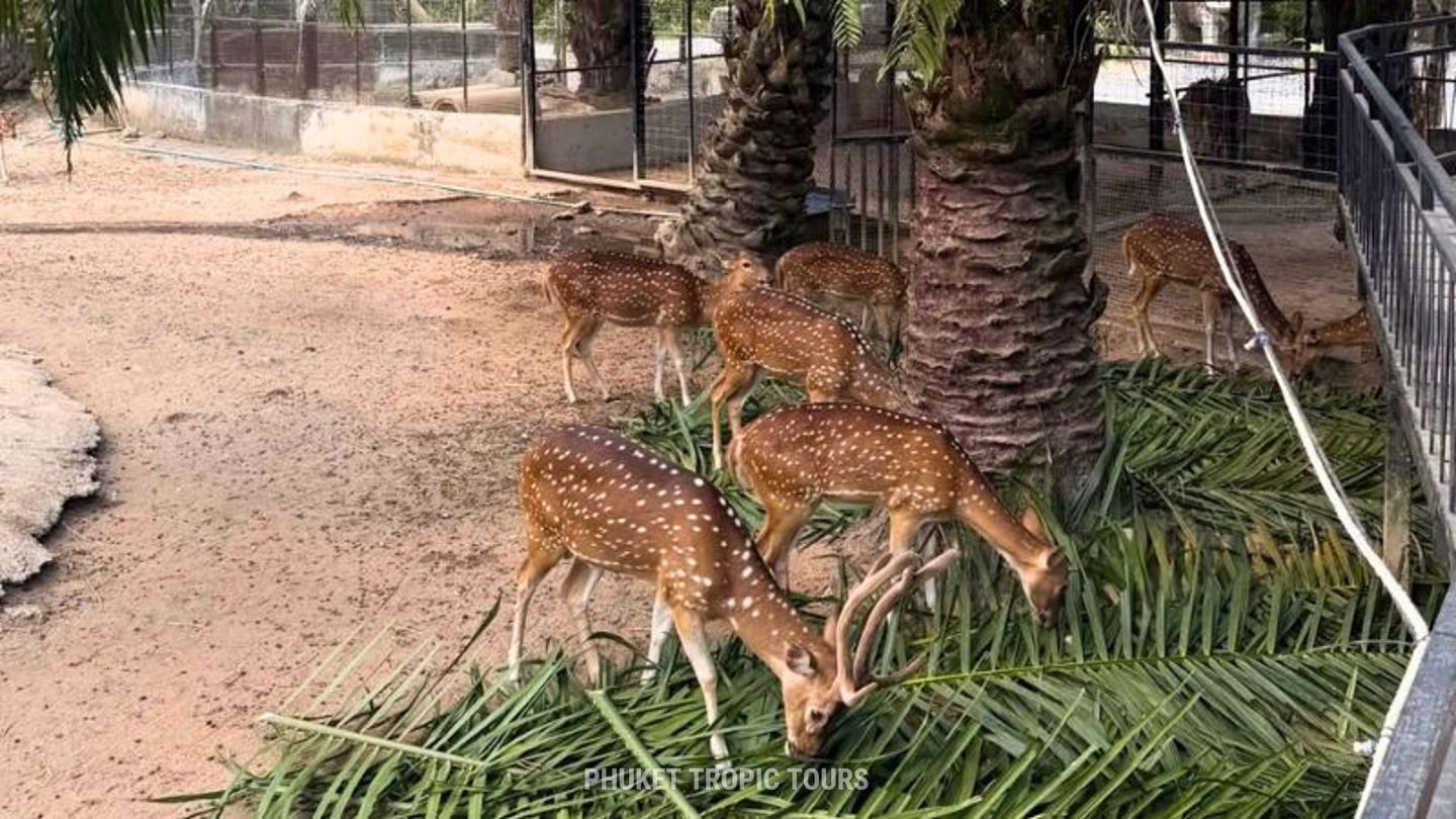 Кафе с животными на Пхукете - фото 2 Кафе с животными на Пхукете - фото 2