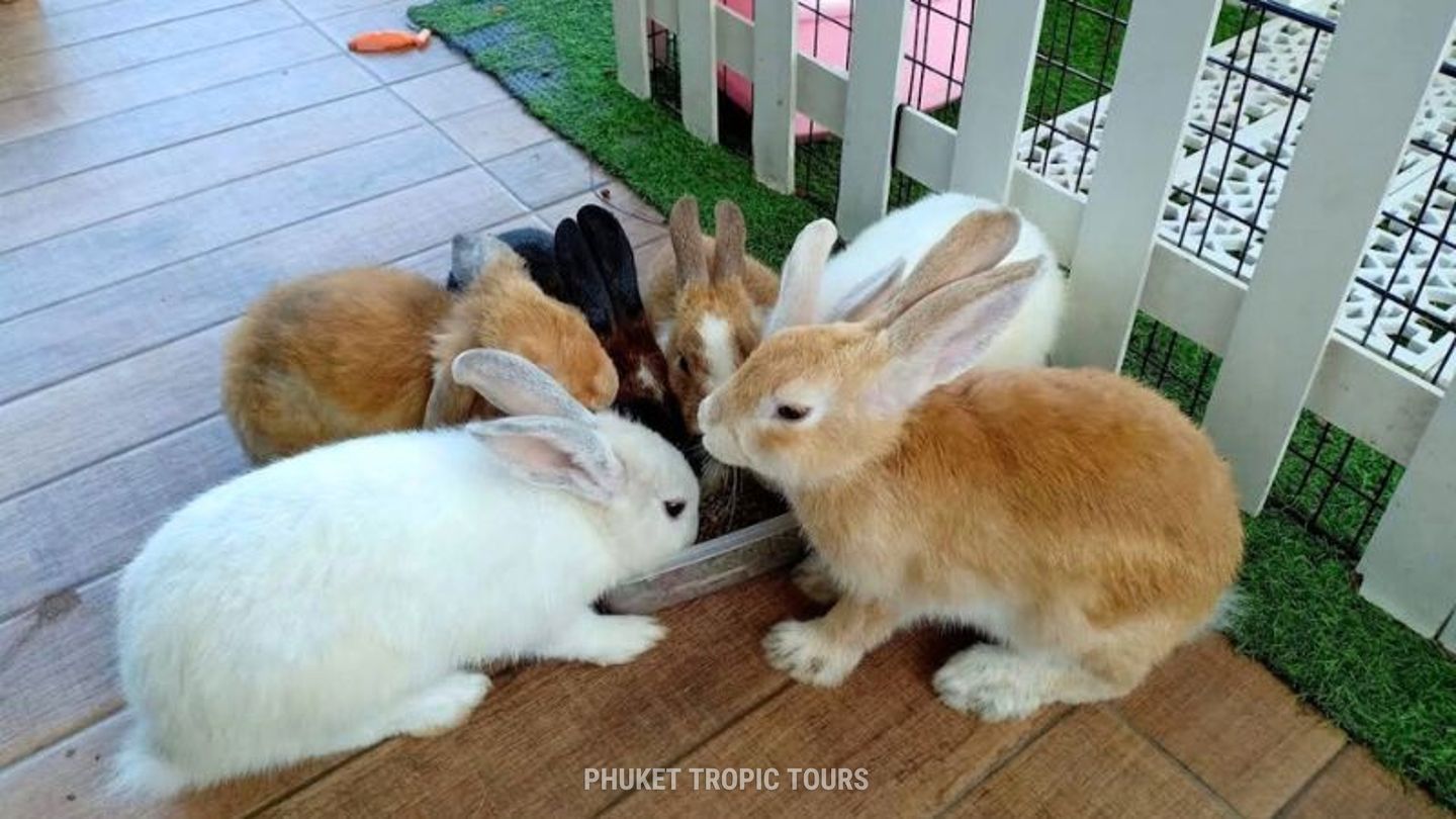 Кафе с животными на Пхукете - фото 3 Кафе с животными на Пхукете - фото 3