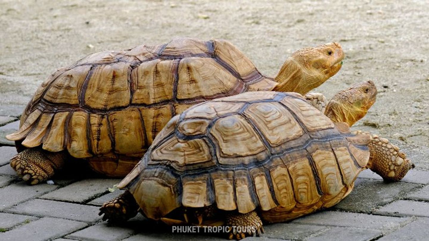 Кафе с животными на Пхукете - фото 6 Кафе с животными на Пхукете - фото 6