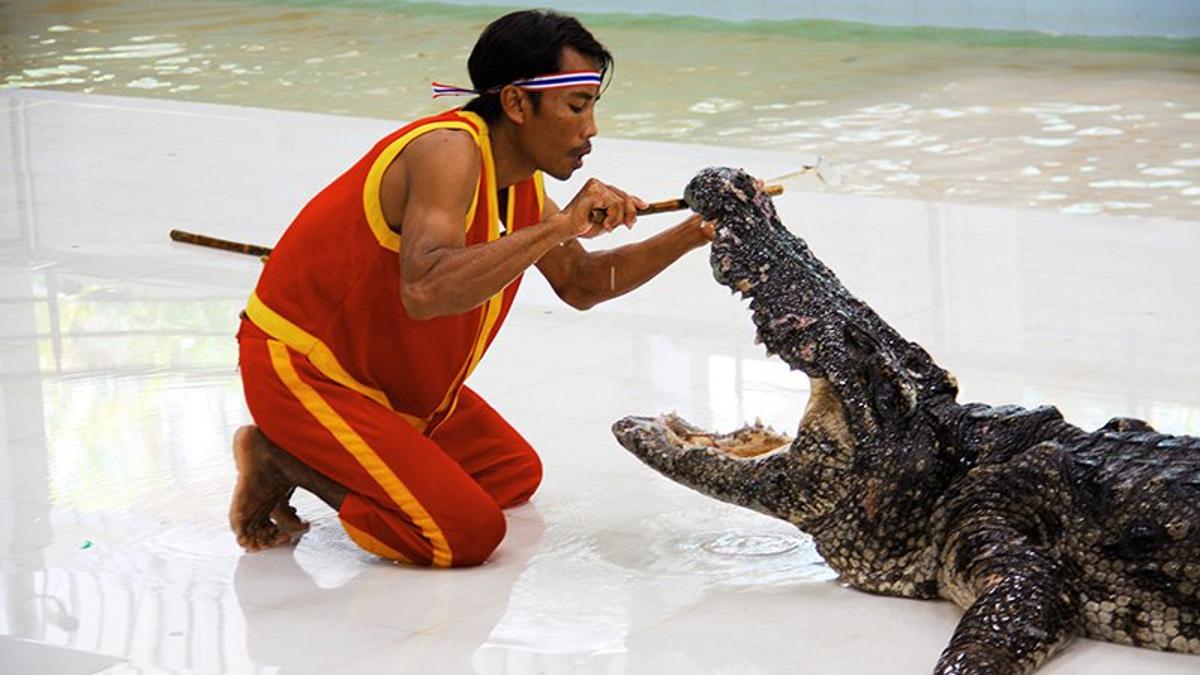 Крокодиловая ферма на пхукете. Крокодилья ферма геленджик. Крокодиловая ферма на пхукете. Крокодиловая ферма на пхукете. Крокодилья ферма в коломне купон.