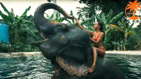 Купание со слоном на Пхукете - фото 2
